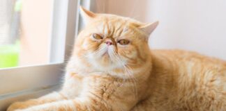 Проверьте, есть ли ваша кошка в списке: 7 пород, которые больше всего подвержены риску теплового удара