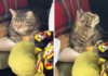 Бездомный кот понял, что его кормильцы уезжают, — и нашел решение