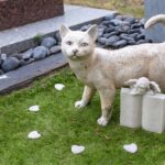 Всемирный день памяти домашних животных: 4 самых известных любимца, которые ушли в мир иной
