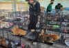 Во Вьетнаме спасли более 400 кошек от забоя и продажи на мясо