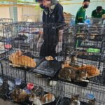 Во Вьетнаме спасли более 400 кошек от забоя и продажи на мясо