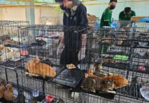 Во Вьетнаме спасли более 400 кошек от забоя и продажи на мясо