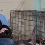 Коти, яких врятували із палаючого будинку у Херсоні, чекають на одужання своїх господарів