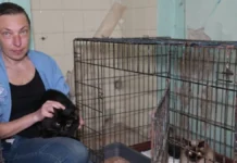 Коти, яких врятували із палаючого будинку у Херсоні, чекають на одужання своїх господарів