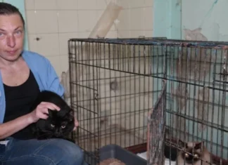 Коти, яких врятували із палаючого будинку у Херсоні, чекають на одужання своїх господарів