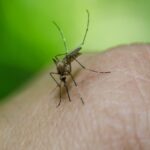 В Украине зафиксировали ввезенные тропические инфекции: почему их сложно диагностировать