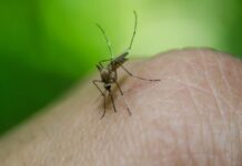 В Украине зафиксировали ввезенные тропические инфекции: почему их сложно диагностировать