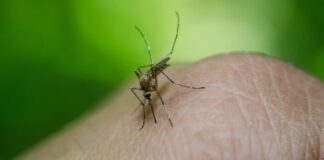 В Украине зафиксировали ввезенные тропические инфекции: почему их сложно диагностировать