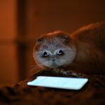 Кошки сходят с ума во время полнолуния: что заставляет питомцев вести себя странно