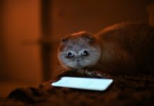 Кошки сходят с ума во время полнолуния: что заставляет питомцев вести себя странно