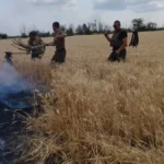 Врожай на Херсонщині зібрали з 20 тисяч гектарів, понад 5 тисяч — згоріли