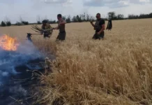 Врожай на Херсонщині зібрали з 20 тисяч гектарів, понад 5 тисяч — згоріли