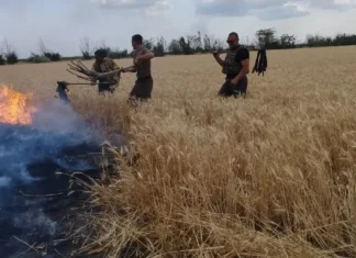 Врожай на Херсонщині зібрали з 20 тисяч гектарів, понад 5 тисяч — згоріли