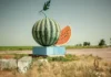 На Херсонщині за тиждень стартує збір баштанних культур. ВІДЕО