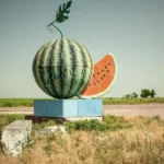 На Херсонщині за тиждень стартує збір баштанних культур. ВІДЕО