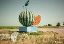 На Херсонщині за тиждень стартує збір баштанних культур. ВІДЕО