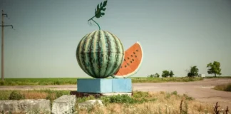 На Херсонщині за тиждень стартує збір баштанних культур. ВІДЕО