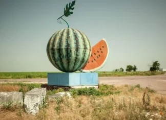 На Херсонщині за тиждень стартує збір баштанних культур. ВІДЕО