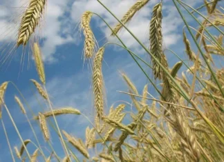 Аграріям Високопільської громади на Херсонщині роз’яснили порядок фіксації втрат посівів через бойові дії