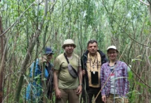 На дні колишнього Каховського водосховища формується найбільший рівновіковий ліс Європи