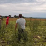 Переселенець із Херсонщини вирощує та продає на Львівщині кавуни
