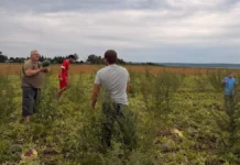 Переселенець із Херсонщини вирощує та продає на Львівщині кавуни