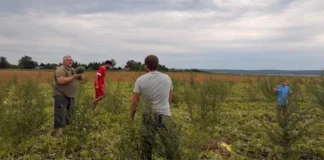 Переселенець із Херсонщини вирощує та продає на Львівщині кавуни