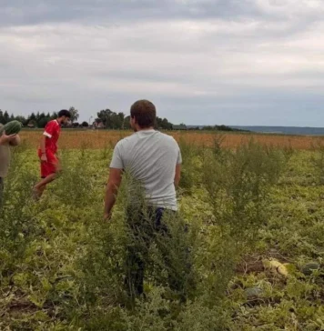 Переселенець із Херсонщини вирощує та продає на Львівщині кавуни