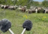 Аудіовиставку «Справжній степ» проведуть у Херсоні 24 серпня: графік інших міст