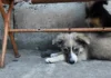 Стерилізація, догляд і новий дім. Як у фронтовому Херсоні працює комунальне підприємство “Гарантія”
