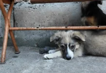 Стерилізація, догляд і новий дім. Як у фронтовому Херсоні працює комунальне підприємство “Гарантія”